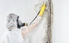 Best HVAC Mold Inspection and Cleaning in USA